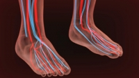 How Poor Circulation Can Affect the Feet